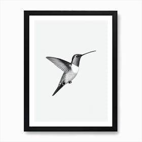 Hummingbird B&W Pencil Drawing 4 Bird Art Print