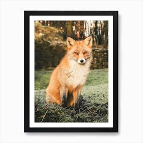 Red Fox In Grass Art Print