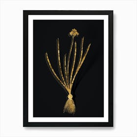 Vintage Spring Squill Botanical in Gold on Black n.0421 Art Print