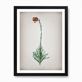 Vintage Scarlet Martagon Lily Botanical on Parchment n.0727 Art Print