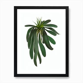 Mistletoe Cactus (Rhipsalis Baccifera) Watercolor Art Print