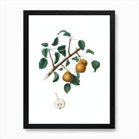 Vintage Seckel Pear Botanical Illustration on Pure White Art Print