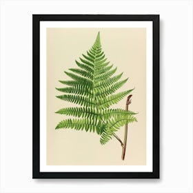 Vintage Illustration Leatherleaf Fern 3 Art Print