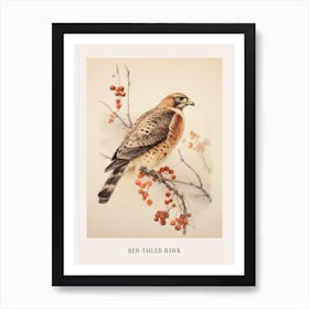 Vintage Bird Drawing Red Tailed Hawk 3 Poster Art Print