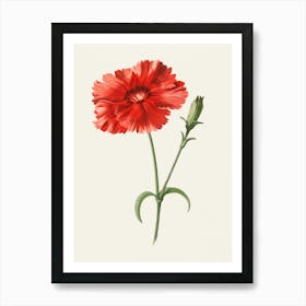 Carnation 1 Art Print