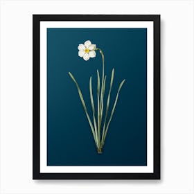 Vintage Narcissus Poeticus Botanical Art on Teal Blue n.0263 Art Print