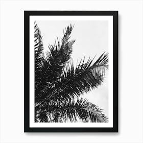 Black And White Palm Tree 1 Art Print