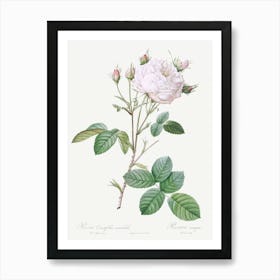 Cabbage Rose White Provence Also Known As Unique Blance, Pierre Joseph Redoute Art Print