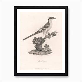 Bee Cuckoo, James Heath Art Print