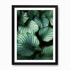 Green Leaves Background Art Print