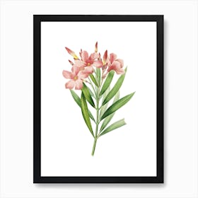 Vintage Oleander Botanical Illustration on Pure White n.0316 Art Print