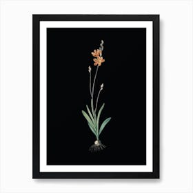 Vintage Mossel Bay Tritonia Botanical Illustration on Solid Black n.0255 Art Print