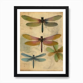 Dragonfly Vintage Species 3 Art Print