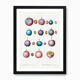 Common Plum, Pierre Joseph Redoute Art Print