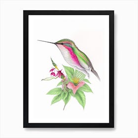 Calliope Hummingbird Quentin Blake Illustration Art Print
