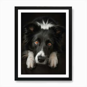 Stunning Portrait Photography Of A Border Collie Dog Poster