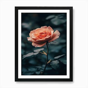 Peach Rose 3 Art Print