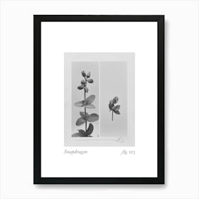 Snapdragon Botanical Collage 3 Art Print