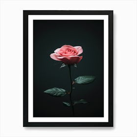 Pink Rose On Black Background 76 Art Print