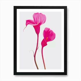 Hot Pink Calla Lily 1 Art Print