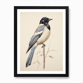 Vintage Bird Drawing Magpie 2 Art Print