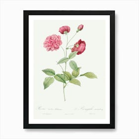 China Rose, Pierre Joseph Redoute Art Print