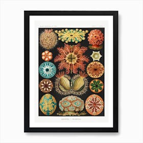 Ascidiae–Seescheiden, Ernst Haeckel Art Print