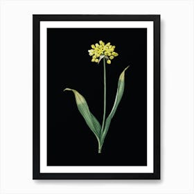 Vintage Golden Garlic Botanical Illustration on Solid Black Art Print