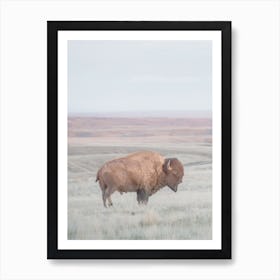 Western Bison Art Print