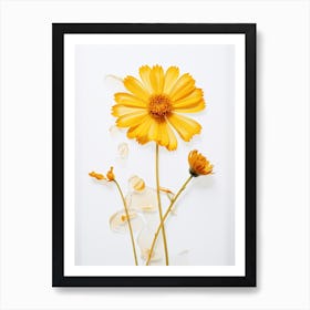 Pressed Flower Botanical Art Calendula 2 Art Print