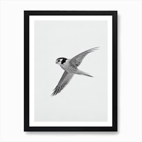 American Kestrel B&W Pencil Drawing 2 Bird Art Print