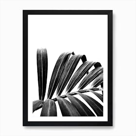 Palm Leaf 03 Art Print