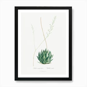 Aloe Margaritifera Image From Histoire Des Plantes Grasses (1799), Pierre Joseph Redoute Art Print