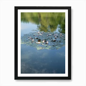 Water lilies and reflection in a pond 1 Art Print