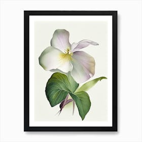 Trillium Wildflower Watercolour 2 Art Print