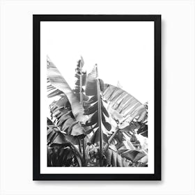 Banana Tree Leaves Art Print