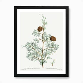 Mediterranean Cypress, Pierre Joseph Redoute Art Print