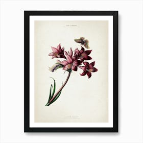 Vintage Denisse 1 Lilium Rosaea Póster