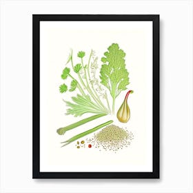 Celery Seeds Spices And Herbs Pencil Illustration 5 Art Print