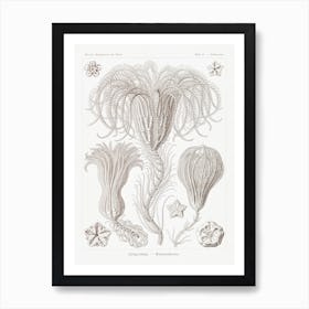 Crinoidea–Palmensterne, Ernst Haeckel Poster