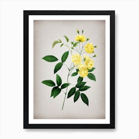 Vintage Lady Banks' Rose Botanical on Parchment n.0386 Art Print