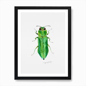 Agrilus angustulus, a jewel beetle, watercolor artwork Art Print