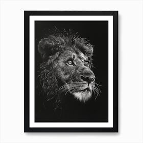 Barbary Lion Charcoal Drawing Night Hunt 2 Art Print
