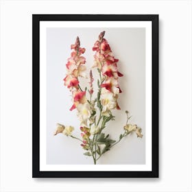 Pressed Flower Botanical Art Snapdragon 3 Art Print