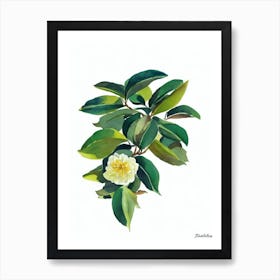 Camellia (Camellia Japonica) Watercolor Art Print