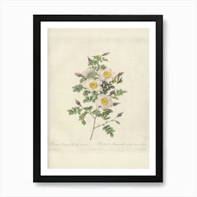 Rose Illustration, Pierre Joseph Redoute (28) Art Print