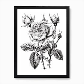 Black And White Rose Line Drawing 10 Art Print