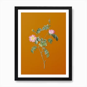 Vintage Pink Austrian Copper Rose Botanical on Sunset Orange n.0233 Art Print