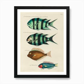 Colourful And Surreal Illustrations Of Fishes Found In Moluccas (Indonesia) And The East Indies By Louis Renard(78) Art Print