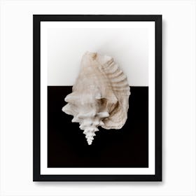 Black And White Shell 2 Art Print